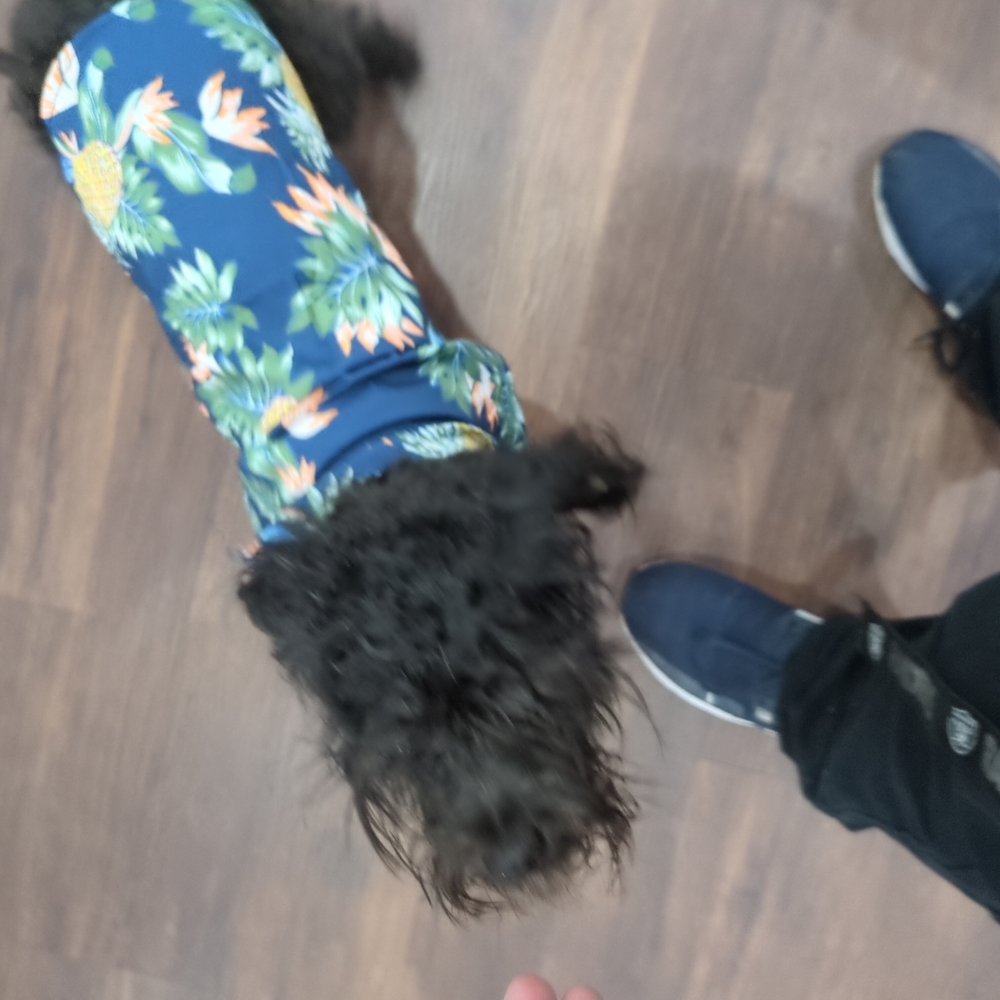 NEW) Hawaiian Hawaiian Floral Blue Dog  Shirt Your Dog Or Cat Will Look Great.